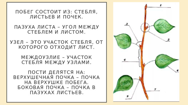 Побег состоящий из листьев почек называют