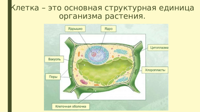Клетка – это основная структурная единица организма растения. 