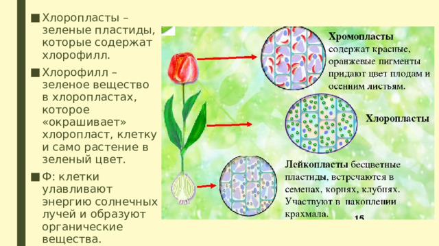 Хлоропласты – зеленые пластиды, которые содержат хлорофилл. Хлорофилл – зеленое вещество в хлоропластах, которое «окрашивает» хлоропласт, клетку и само растение в зеленый цвет. Ф: клетки улавливают энергию солнечных лучей и образуют органические вещества. 