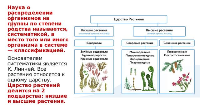 Наука о распределении организмов на группы по степени родства называется, систематикой, а место того или иного организма в системе — классификацией. Основателем систематики является К. Линней. Все растения относятся к одному царству. Царство растений делится на 2 подцарства: низшие и высшие растения. 