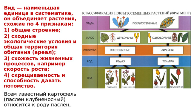 Вид — наименьшая единица в систематике, он объединяет растения, схожие по 4 признакам: 1) общее строение; 2) сходные экологические условия и общая территория обитания (ареал); 3) схожесть жизненных процессов, например скорость роста; 4) скрещиваемость и способность давать потомство. Всем известный картофель (паслен клубненосный) относится к роду паслен, семейству пасленовых, порядку норичниковых, классу двудольных, отделу покрытосеменных. 