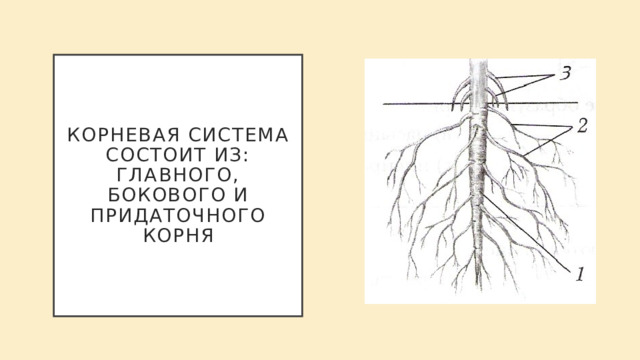 Корневая система состоит из: главного, бокового и придаточного корня 