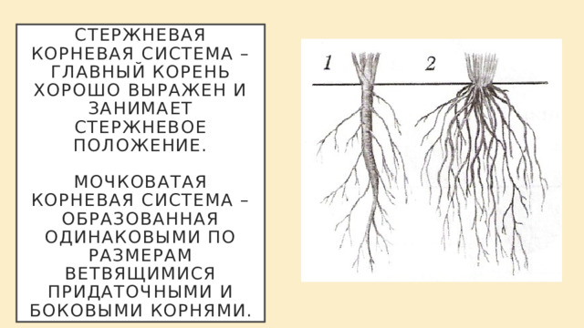 Стержневая корневая система – главный корень хорошо выражен и занимает стержневое положение.   Мочковатая корневая система – образованная одинаковыми по размерам ветвящимися придаточными и боковыми корнями. 