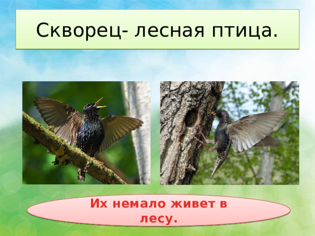 Скворец- лесная птица. Их немало живет в лесу. 