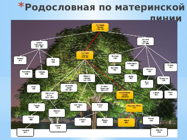 Родословная по материнской линии 