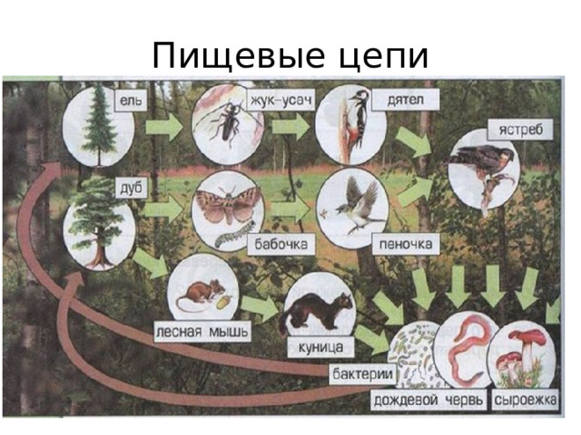 Пищевые цепи 