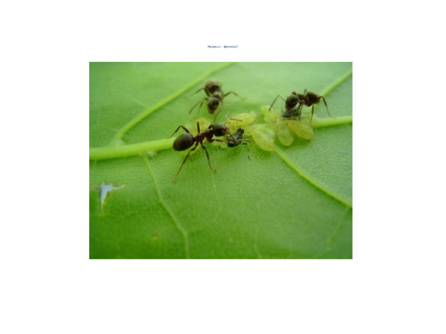         Муравьи – фермеры?          Попробуйте доказать, чем могут быть полезными отношения муравьев и тлей 
