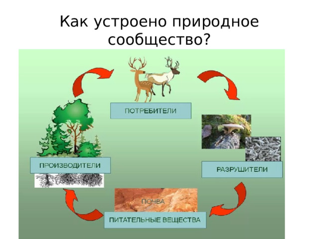 Как устроено природное сообщество? 