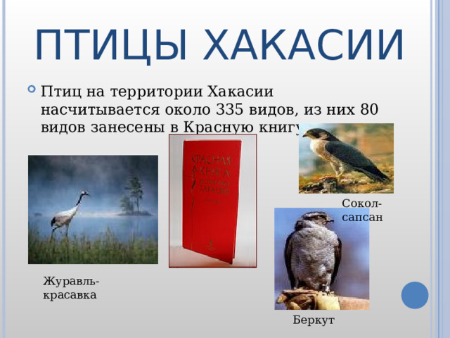 ПТИЦЫ ХАКАСИИ Птиц на территории Хакасии насчитывается около 335 видов, из них 80 видов занесены в Красную книгу. Сокол-сапсан Журавль-красавка Беркут 