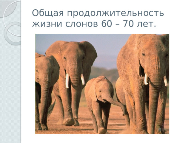 Общая продолжительность жизни слонов 60 – 70 лет. 