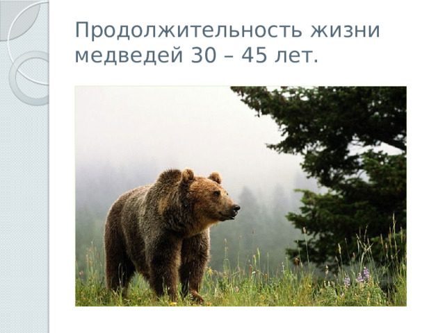 Продолжительность жизни медведей 30 – 45 лет. 