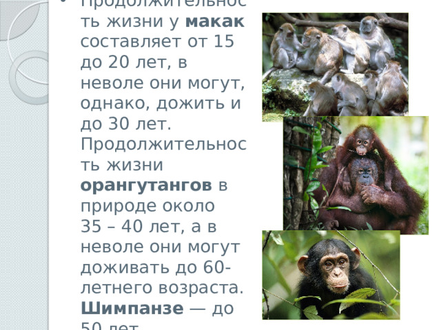 Продолжительность жизни у макак составляет от 15 до 20 лет, в неволе они могут, однако, дожить и до 30 лет.  Продолжительность жизни орангутангов в природе около 35 – 40 лет, а в неволе они могут доживать до 60-летнего возраста.  Шимпанзе  — до 50 лет. 