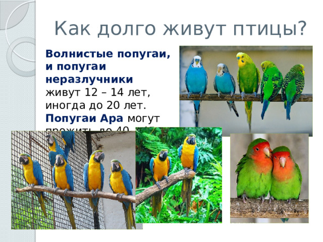 Как долго живут птицы? Волнистые попугаи, и попугаи неразлучники живут 12 – 14 лет, иногда до 20 лет. Попугаи Ара могут прожить до 40 – 45 лет. 