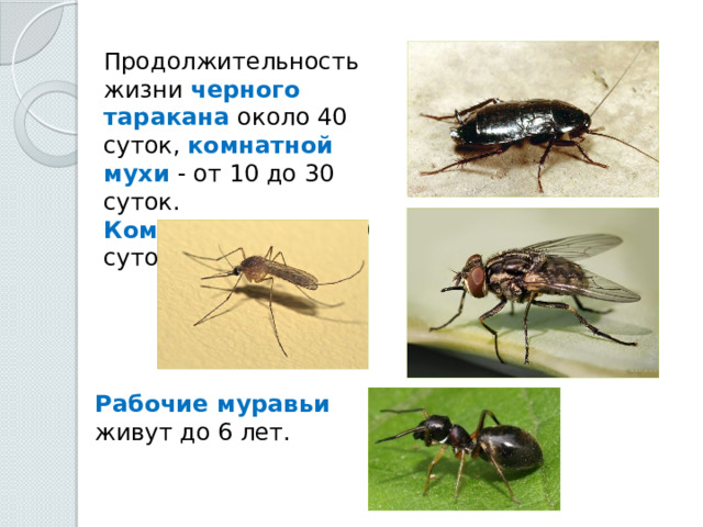 Продолжительность жизни черного таракана около 40 суток, комнатной мухи - от 10 до 30 суток. Комары живут от 10 суток до 2 месяцев. Рабочие муравьи живут до 6 лет. 