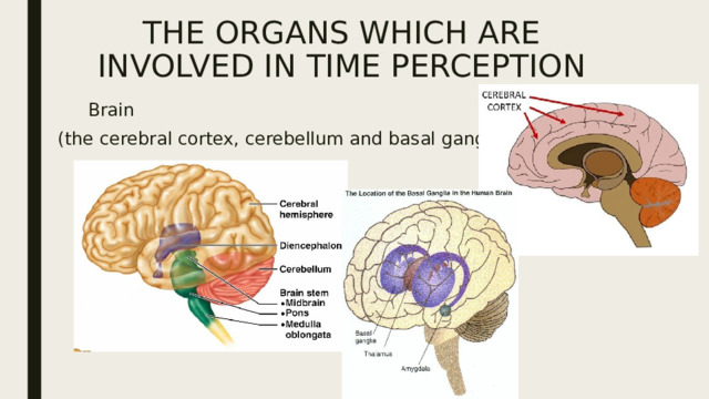 THE ORGANS WHICH ARE INVOLVED IN TIME PERCEPTION       Brain (the cerebral cortex, cerebellum and basal ganglia.) 