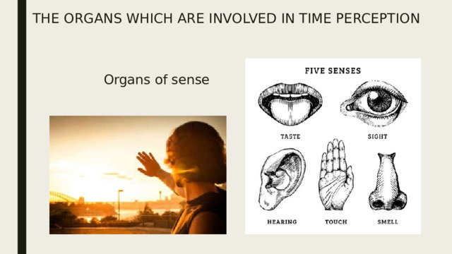 THE ORGANS WHICH ARE INVOLVED IN TIME PERCEPTION                     Organs of sense 