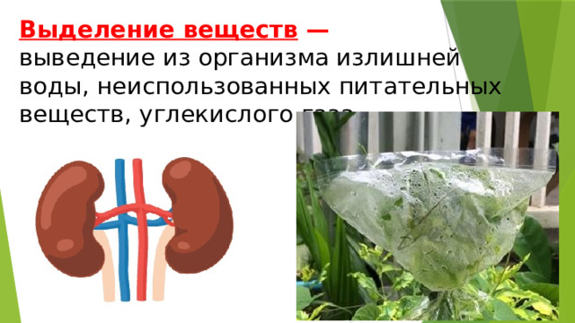 Выделение веществ  —  выведение из организма излишней воды, неиспользованных питательных веществ, углекислого газа. 