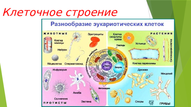 Клеточное строение 