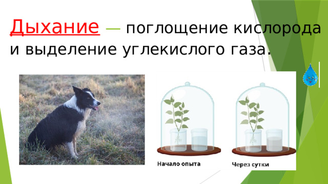 Дыхание  — поглощение кислорода и выделение углекислого газа . 