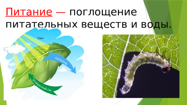 Питание  —  поглощение питательных веществ и воды. 
