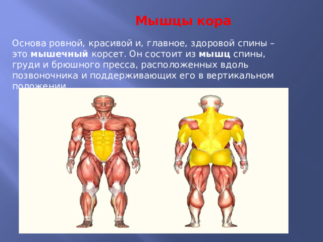  Мышцы   кора   Основа ровной, красивой и, главное, здоровой спины – это  мышечный  корсет. Он состоит из  мышц  спины, груди и брюшного пресса, расположенных вдоль позвоночника и поддерживающих его в вертикальном положении.    