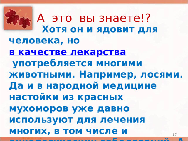 А это вы знаете!?  Хотя он и ядовит для человека, но  в качестве лекарства  употребляется многими животными. Например, лосями. Да и в народной медицине настойки из красных мухоморов уже давно используют для лечения многих, в том числе и онкологических заболеваний. А еще – от радикулита, ревматизма, подагры.  .  