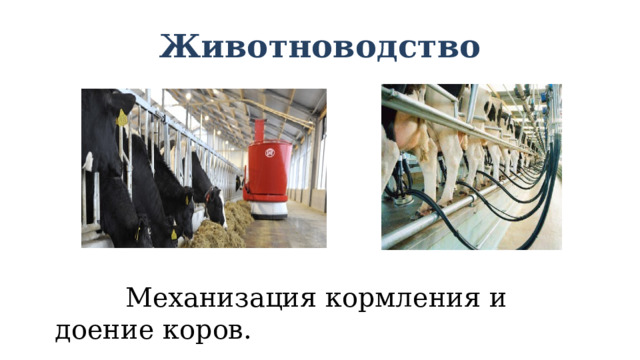 Животноводство  Механизация кормления и доение коров. 