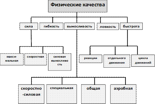 Сила быстрота ловкость выносливость это. Классификация физических качеств. Классификации физических качеств человека.. Методы развития физических качеств классификация. Классификация основных двигательных качеств.