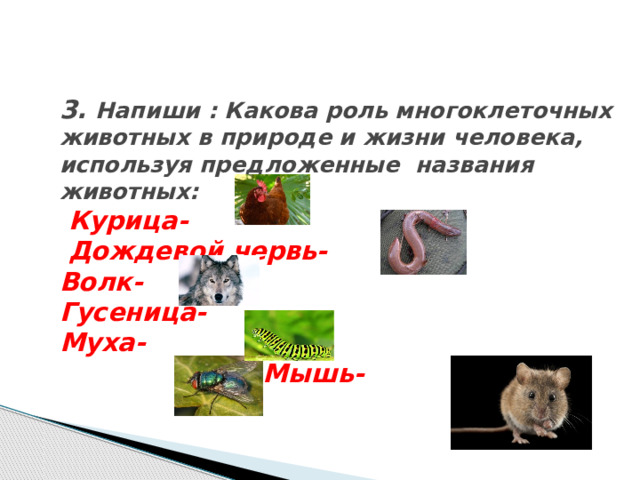 3. Напиши : Какова роль многоклеточных животных в природе и жизни человека, используя предложенные названия животных:   Курица-  Дождевой червь-  Волк-  Гусеница-  Муха-  Мышь-    