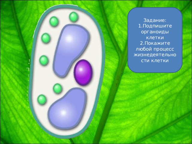 Задание: Подпишите органоиды клетки Покажите любой процесс жизнедеятельности клетки 