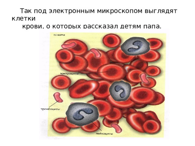  Так под электронным микроскопом выглядят клетки  крови, о которых рассказал детям папа. 