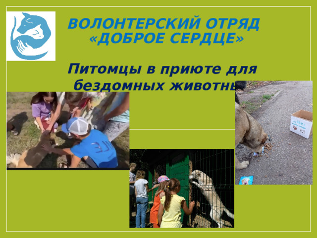 Волонтерский отряд  «Доброе сердце»   Питомцы в приюте для бездомных животных 