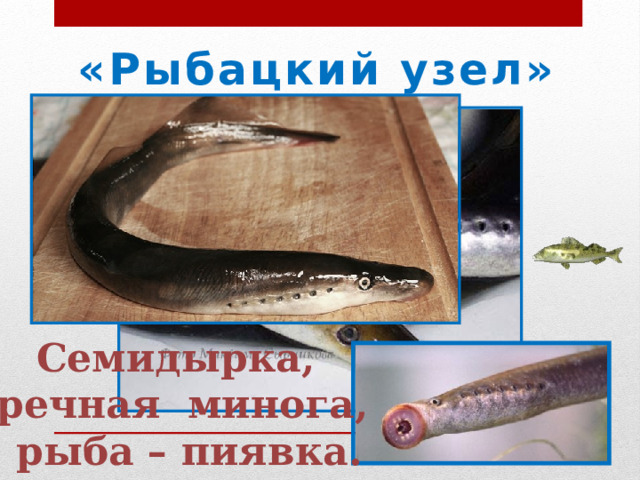 «Рыбацкий узел» Семидырка, речная минога,  рыба – пиявка. 