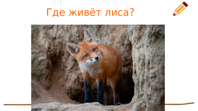 Где живёт лиса? 