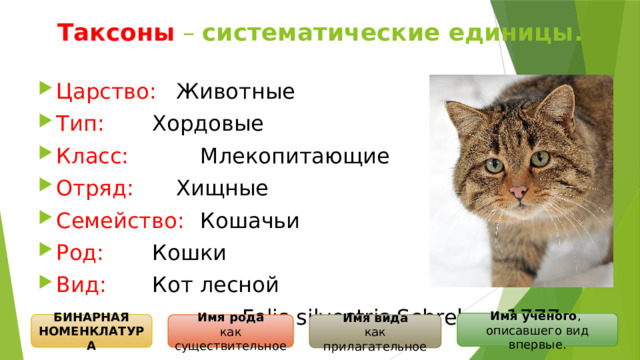 Кошки род