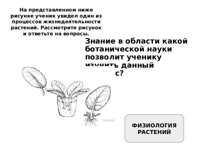 На представленном ниже рисунке ученик увидел один из процессов жизнедеятельности растений. Рассмотрите рисунок и ответьте на вопросы. Знание в области какой ботанической науки позволит ученику изучить данный процесс? ФИЗИОЛОГИЯ РАСТЕНИЙ 