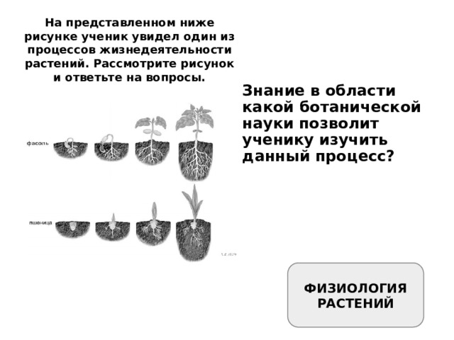 На представленном ниже рисунке ученик увидел один из процессов жизнедеятельности растений. Рассмотрите рисунок и ответьте на вопросы. Знание в области какой ботанической науки позволит ученику изучить данный процесс? ФИЗИОЛОГИЯ РАСТЕНИЙ 