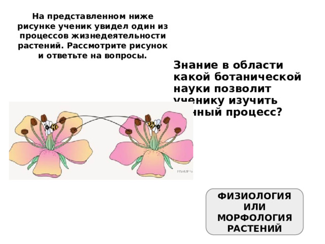 На представленном ниже рисунке ученик увидел один из процессов жизнедеятельности растений. Рассмотрите рисунок и ответьте на вопросы. Знание в области какой ботанической науки позволит ученику изучить данный процесс? ФИЗИОЛОГИЯ ИЛИ МОРФОЛОГИЯ РАСТЕНИЙ 