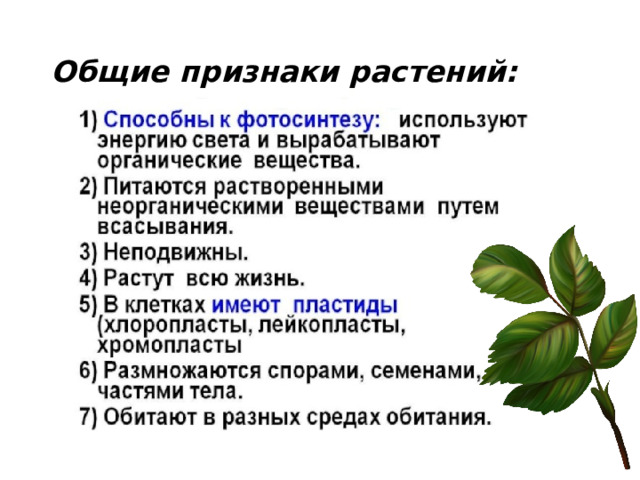 Общие признаки растений: 