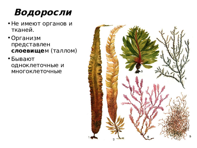 Водоросли Не имеют органов и тканей. Организм представлен слоевище м (таллом) Бывают одноклеточные и многоклеточные 