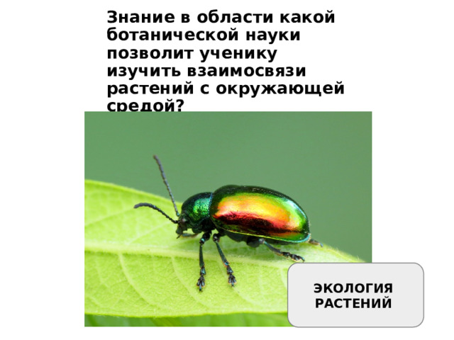 Знание в области какой ботанической науки позволит ученику изучить взаимосвязи растений с окружающей средой? ЭКОЛОГИЯ РАСТЕНИЙ 