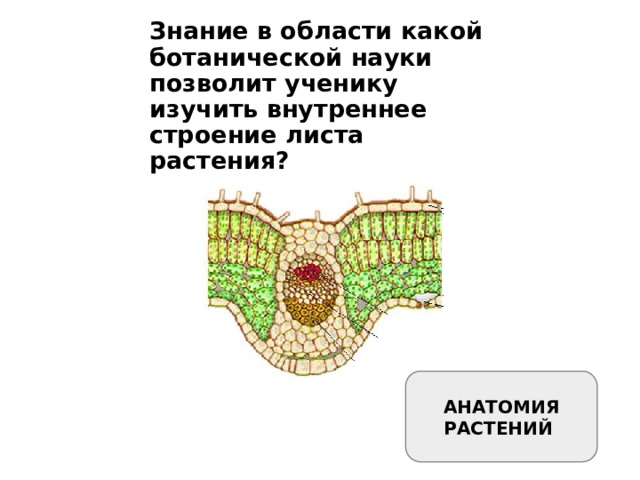 Знание в области какой ботанической науки позволит ученику изучить внутреннее строение листа растения? АНАТОМИЯ РАСТЕНИЙ 