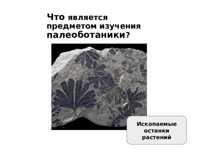 Что является предметом изучения палеоботаники ? Ископаемые останки растений 