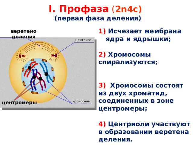 I. Профаза ( 2n4c)  (первая фаза деления) 1) Исчезает мембрана ядра и ядрышки;  2) Хромосомы спирализуются;   3) Хромосомы состоят из двух хроматид, соединенных в зоне центромеры;  4) Центриоли участвуют в образовании веретена деления. веретено деления центромеры 