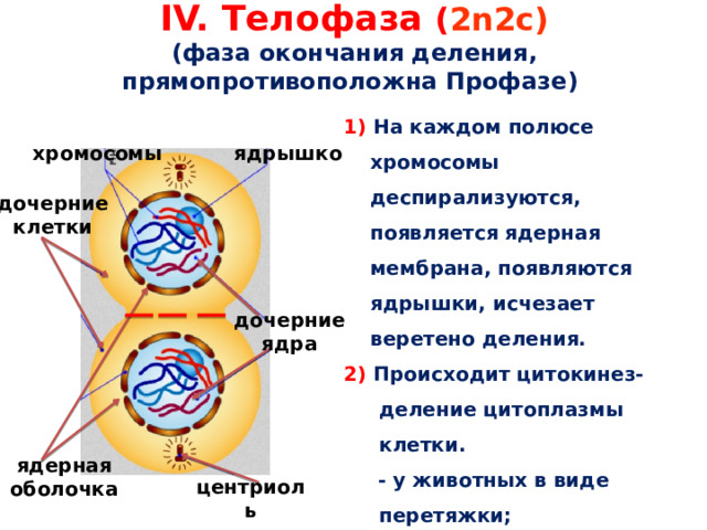 IV. Телофаза ( 2n2c)  (фаза окончания деления, прямопротивоположна Профазе) 1) На каждом полюсе хромосомы деспирализуются, появляется ядерная мембрана, появляются ядрышки, исчезает веретено деления. 2) Происходит цитокинез-деление цитоплазмы клетки.  - у животных в виде перетяжки;  - у растений на месте митотической пластинки образуется клеточная стенка.   хромосомы ядрышко дочерние клетки дочерние ядра ядерная оболочка центриоль 