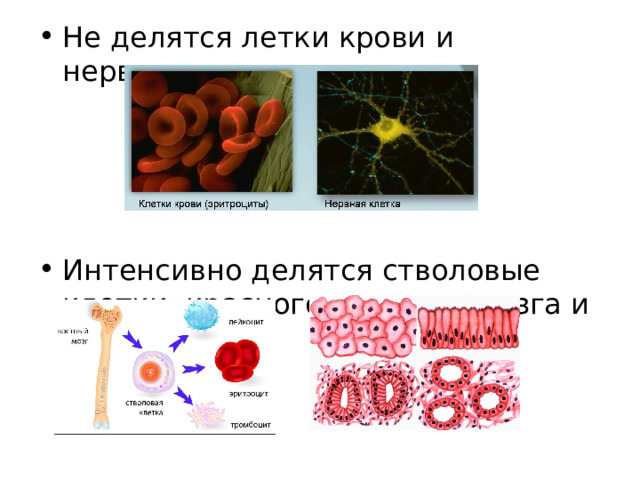 Не делятся летки крови и нервные клетки Интенсивно делятся стволовые клетки красного костного мозга и эпителия 