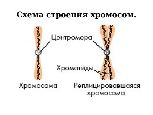 Схема строения хромосом. 