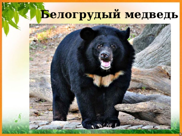 Белогрудый медведь 