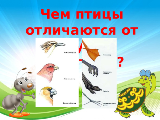 Чем птицы отличаются от других животных? 3 