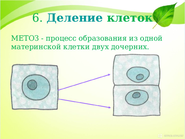 6. Деление клеток МЕТОЗ - процесс образования из одной материнской клетки двух дочерних. 